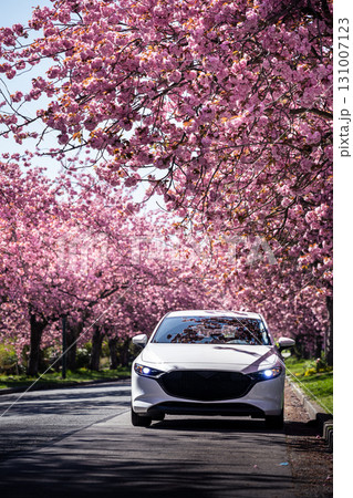 春の桜並木とマツダ車 131007123