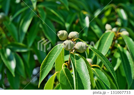 まだ小さなシラカシの実（秋、九月） 131007733