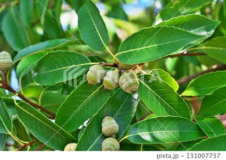 まだ小さなシラカシの実（秋、九月） 131007737
