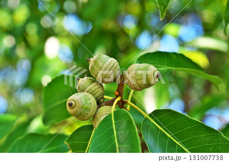 まだ小さなシラカシの実（秋、九月） 131007738