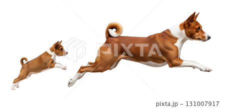 A Basenji puppy and an adult Basenji leap joyfully in the air. The scene captures their playful energy and athletic build, showcasing their agility and bond. 131007917