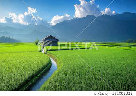 rice field and mountain landscape with rice fields 131008322