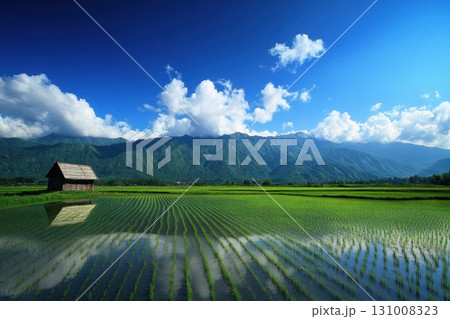 rice fields in mountains 131008323