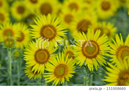 夏といえば 向日葵 夏といえば 向日葵 131008660