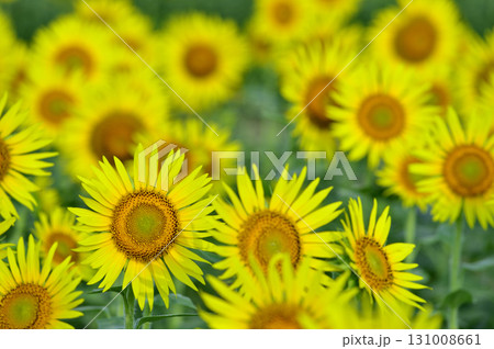 夏といえば　向日葵 131008661