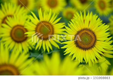 夏といえば 向日葵 夏といえば 向日葵 131008663