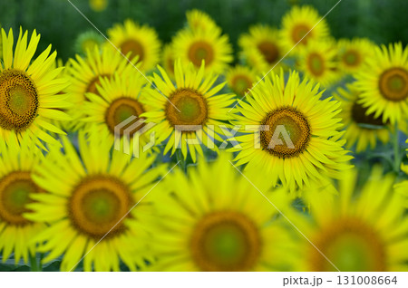 夏といえば 向日葵 夏といえば 向日葵 131008664