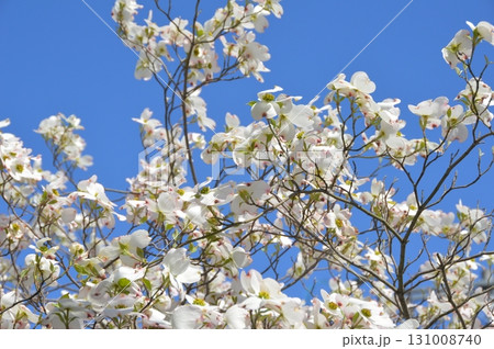 白いハナミズキ(倉敷美観地区/岡山県倉敷市) 白いハナミズキ(倉敷美観地区/岡山県倉敷市) 131008740