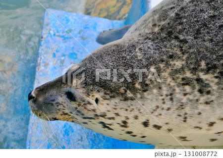 稚内市ノシャップ寒流水族館のアザラシ 131008772
