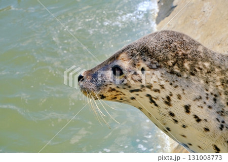 稚内市ノシャップ寒流水族館のアザラシ 131008773
