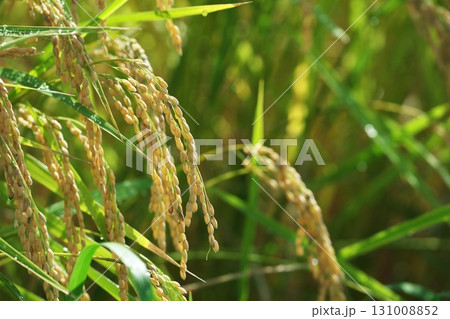 鳥取県大山町の田で実りの良い稲穂 131008852