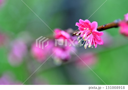 迎春　春の訪れ 131008918