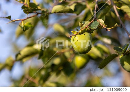 青い柿の実 青い柿の実 131009000