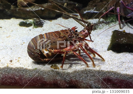 伊勢エビ(うみたまご・大分市) 伊勢エビ(うみたまご・大分市) 131009035