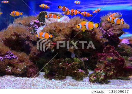 カクレクマノミ(うみたまご・大分市) カクレクマノミ(うみたまご・大分市) 131009037