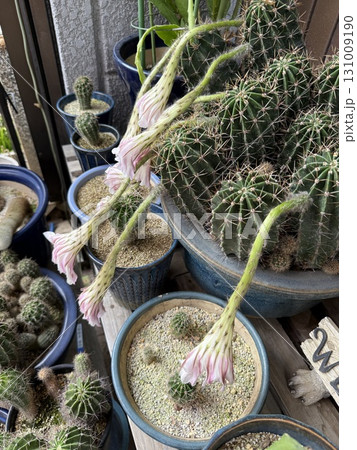 サボテンの枯れかけの花 131009190