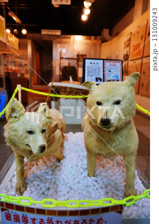 樺太犬のはく製 131009243