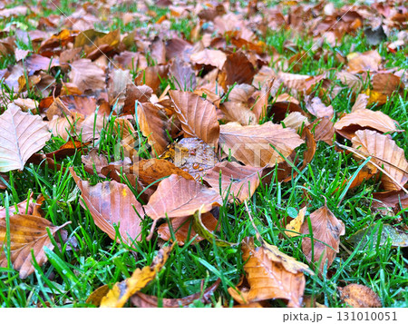 Nature in the city park during autumn. Park in Herning 131010051