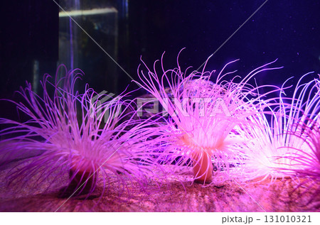 ハナギンチャク 深海 ハナギンチャク 深海 131010321