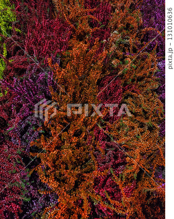 Colorful heather plants creating a vibrant autumn tapestry wallpaper 131010636