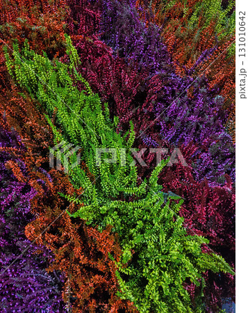 Colorful heather plants creating a vibrant natural tapestry wallpaper 131010642