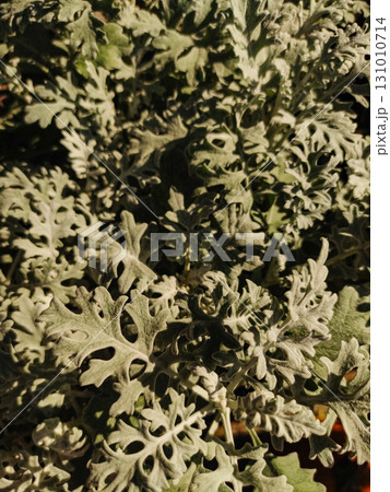 Silver ragwort leaves creating textured natural background Silver ragwort leaves creating textured natural background 131010714