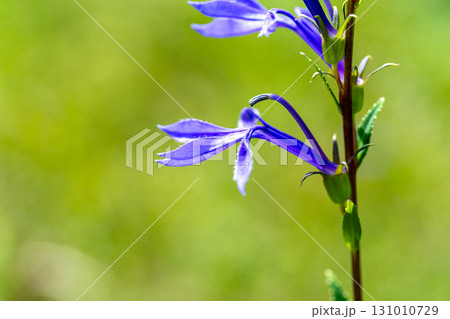【国指定天然記念物】鯉ヶ窪湿原　初秋の湿原に咲くサワギキョウ1　岡山県新見市 131010729