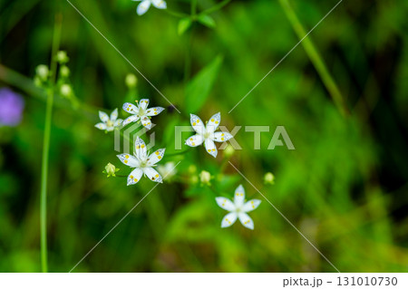 【国指定天然記念物】鯉ヶ窪湿原 初秋の湿原に咲くアケボノソウ1 岡山県新見市 【国指定天然記念物】鯉ヶ窪湿原 初秋の湿原に咲くアケボノソウ1 岡山県新見市 131010730