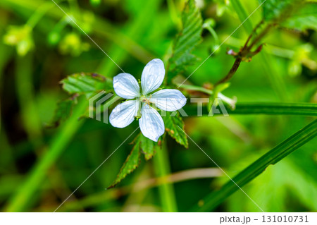 【国指定天然記念物】鯉ヶ窪湿原　初秋の湿原に咲くビッチュウフウロ1　岡山県新見市 131010731