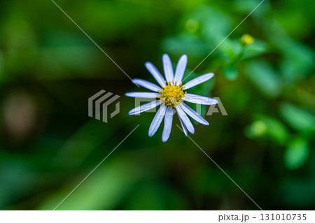 【国指定天然記念物】鯉ヶ窪湿原　初秋の湿原に咲くヨメナ2　岡山県新見市 131010735