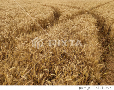Tracks crossing a golden wheat field in czech republic 131010797