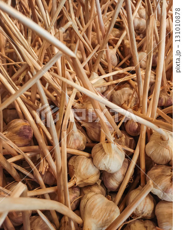 Dry garlic bulbs resting on straw in a market stall 131010878