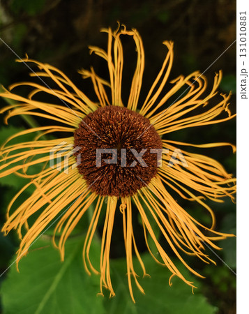 Inula magnifica showing its magnificent golden yellow petals in pruhonice czech republic Inula magnifica showing its magnificent golden yellow petals in pruhonice czech republic 131010881