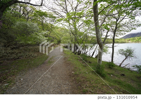 群馬県赤城山　小沼の一周遊歩道　小沼の西側付近のシロヤシオ　2025年6月1日 131010954