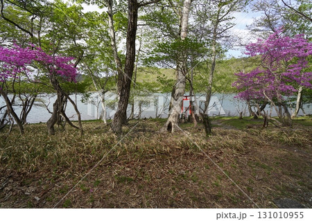 群馬県赤城山　小沼の一周遊歩道　小沼の南側付近のミツバツツジ　2025年6月1日 131010955