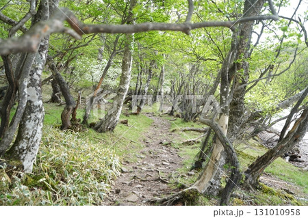 群馬県赤城山 小沼の一周遊歩道 小沼の東側付近 2025年6月1日 群馬県赤城山 小沼の一周遊歩道 小沼の東側付近 2025年6月1日 131010958