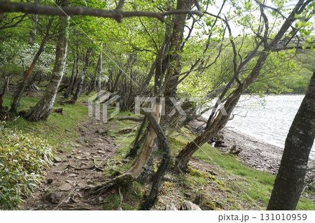 群馬県赤城山 小沼の一周遊歩道 小沼の東側付近 2025年6月1日 群馬県赤城山 小沼の一周遊歩道 小沼の東側付近 2025年6月1日 131010959