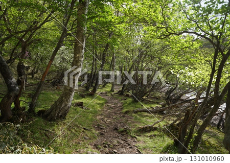 群馬県赤城山 小沼の一周遊歩道 小沼の東側付近 2025年6月1日 群馬県赤城山 小沼の一周遊歩道 小沼の東側付近 2025年6月1日 131010960