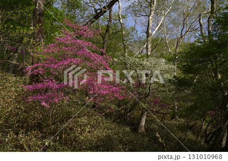 群馬県赤城山　小沼の一周遊歩道　小沼の東側付近のシロヤシオとミツバツツジ　2025年6月1日 131010968