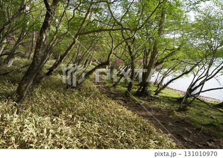 群馬県赤城山 小沼の一周遊歩道 小沼の東側付近 2025年6月1日 群馬県赤城山 小沼の一周遊歩道 小沼の東側付近 2025年6月1日 131010970
