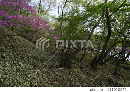 群馬県赤城山 小沼の一周遊歩道 小沼の東側付近 2025年6月1日 群馬県赤城山 小沼の一周遊歩道 小沼の東側付近 2025年6月1日 131010972