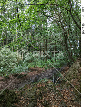 Small stream flowing through lush forest near castle mnisek pod brdy 131010998
