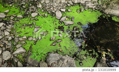Green algae covering surface of stagnant water in pruhonice, czech republic 131010999