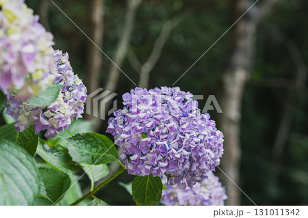 袋井市の法多山尊永寺の紫陽花(静岡県) 袋井市の法多山尊永寺の紫陽花(静岡県) 131011342