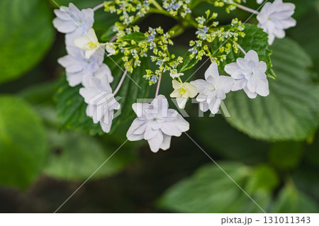 袋井市の法多山尊永寺の紫陽花(静岡県) 袋井市の法多山尊永寺の紫陽花(静岡県) 131011343