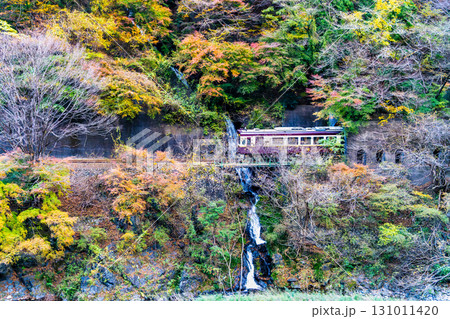 わたらせ渓谷鐵道　紅葉の中を走る列車（小中-神戸） 131011420
