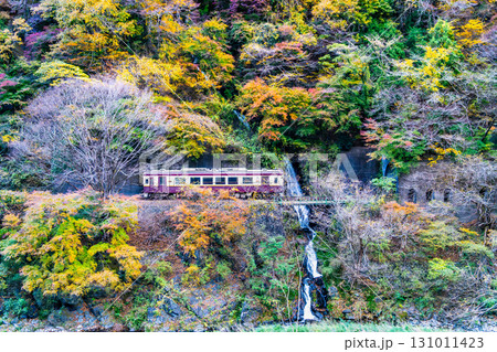 わたらせ渓谷鐵道 紅葉の中を走る列車(小中-神戸) わたらせ渓谷鐵道 紅葉の中を走る列車(小中-神戸) 131011423