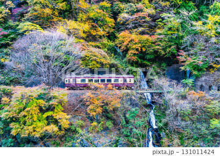 わたらせ渓谷鐵道　紅葉の中を走る列車（小中-神戸） 131011424