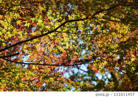 紅葉（金沢城公園／石川県金沢市） 131011457