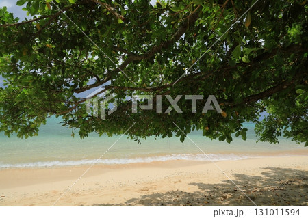 緑の葉陰に彩られた鳩間島屋良浜の透明な美しい海の景色 緑の葉陰に彩られた鳩間島屋良浜の透明な美しい海の景色 131011594